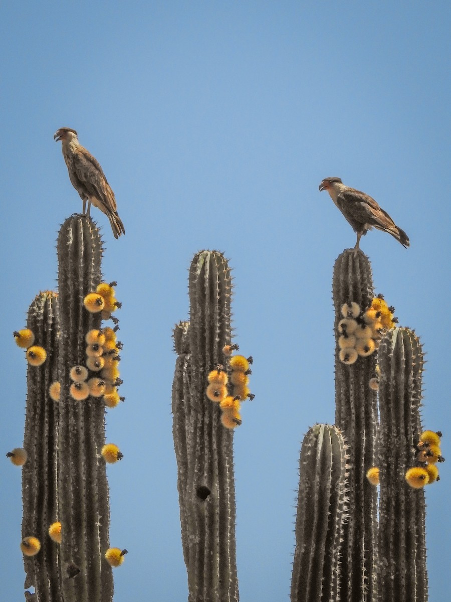 Crested Caracara (Northern) - ML635789589