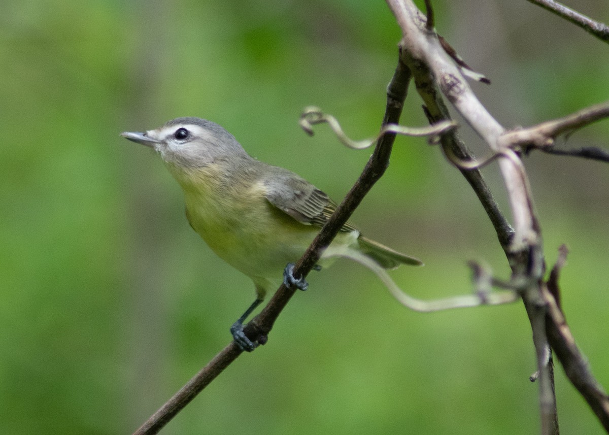 Philadelphia Vireo - ML635789601