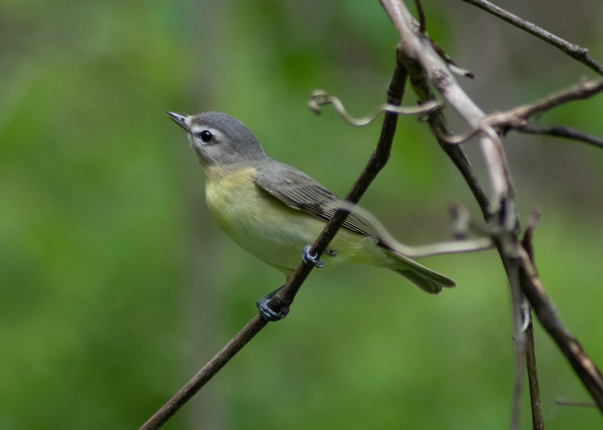 Philadelphia Vireo - ML635789606