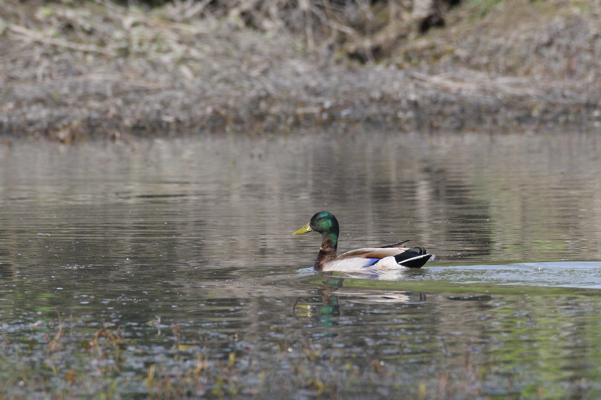 Canard colvert - ML635789615