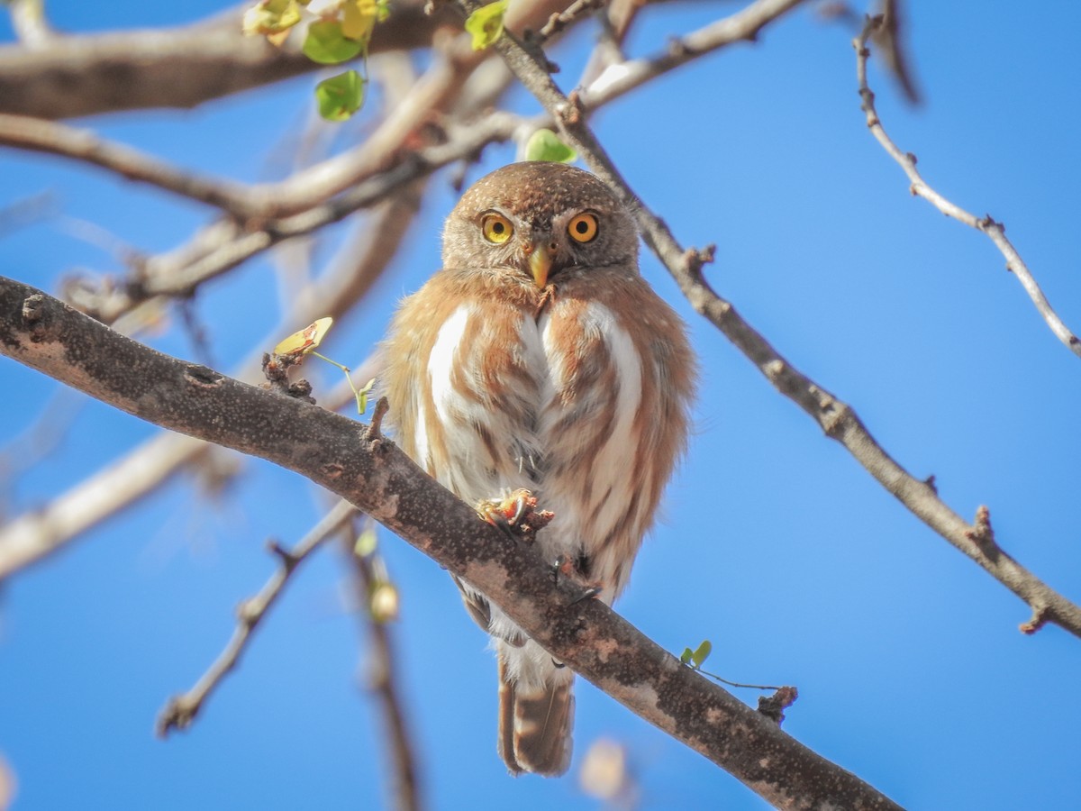 Colima Pygmy-Owl - ML635789624