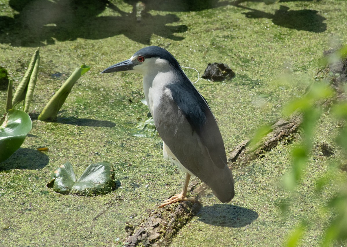 Black-crowned Night Heron - ML635789634