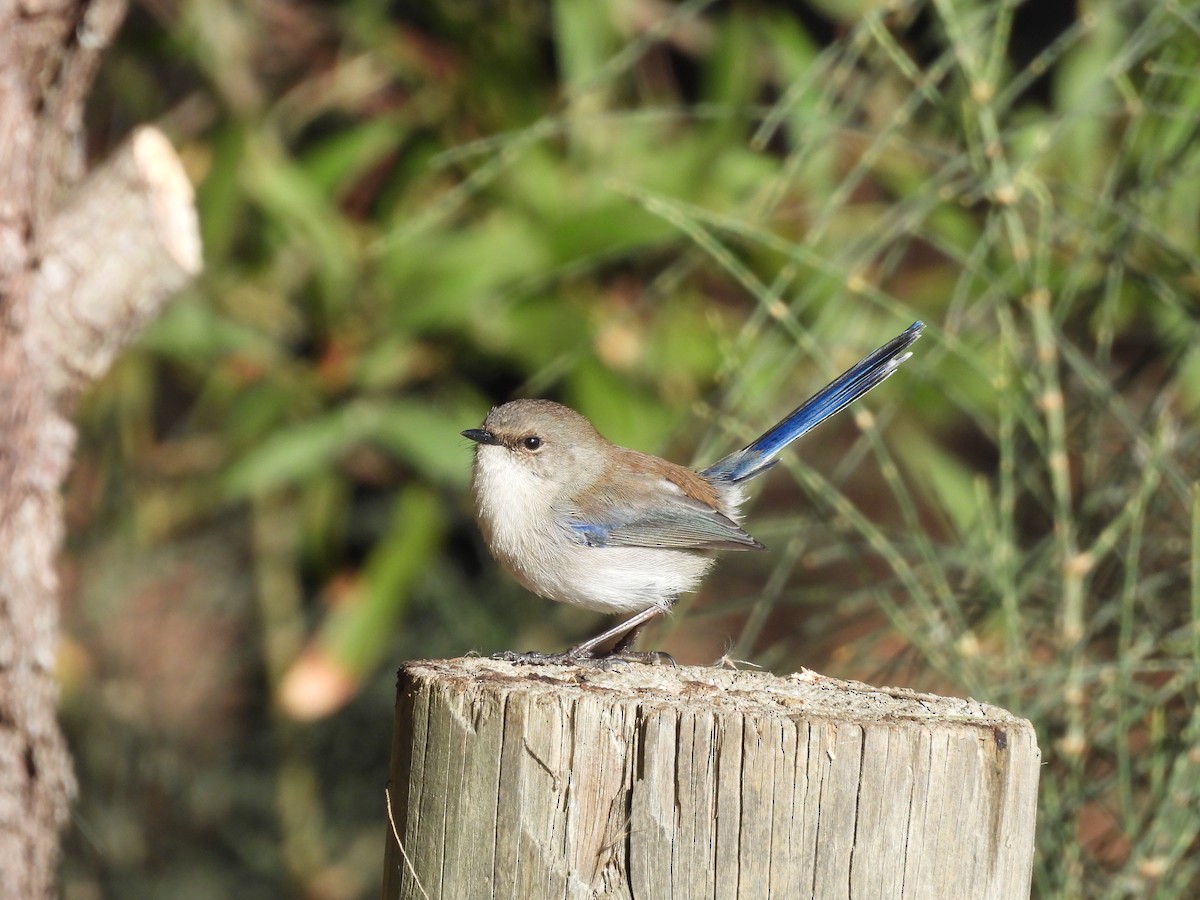 Superb Fairywren - ML635789635