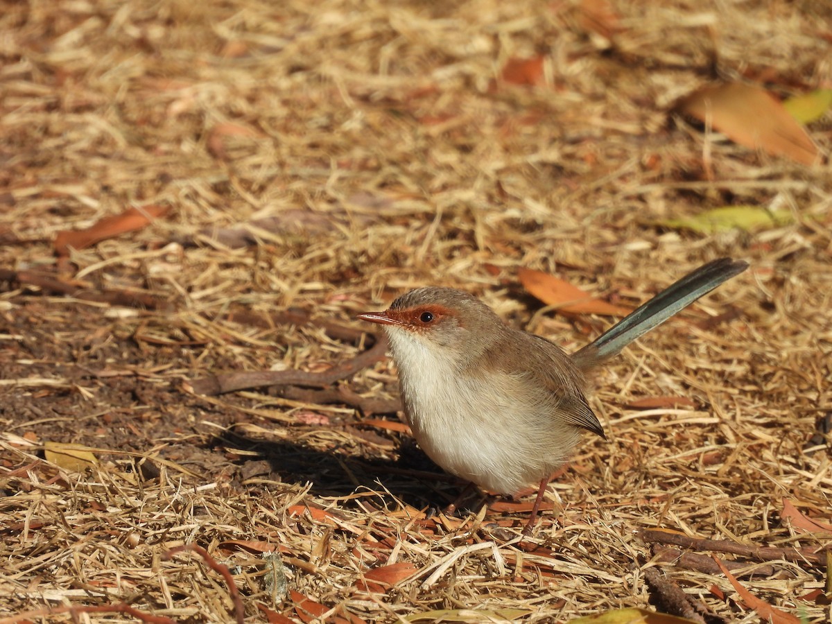 Superb Fairywren - ML635789636