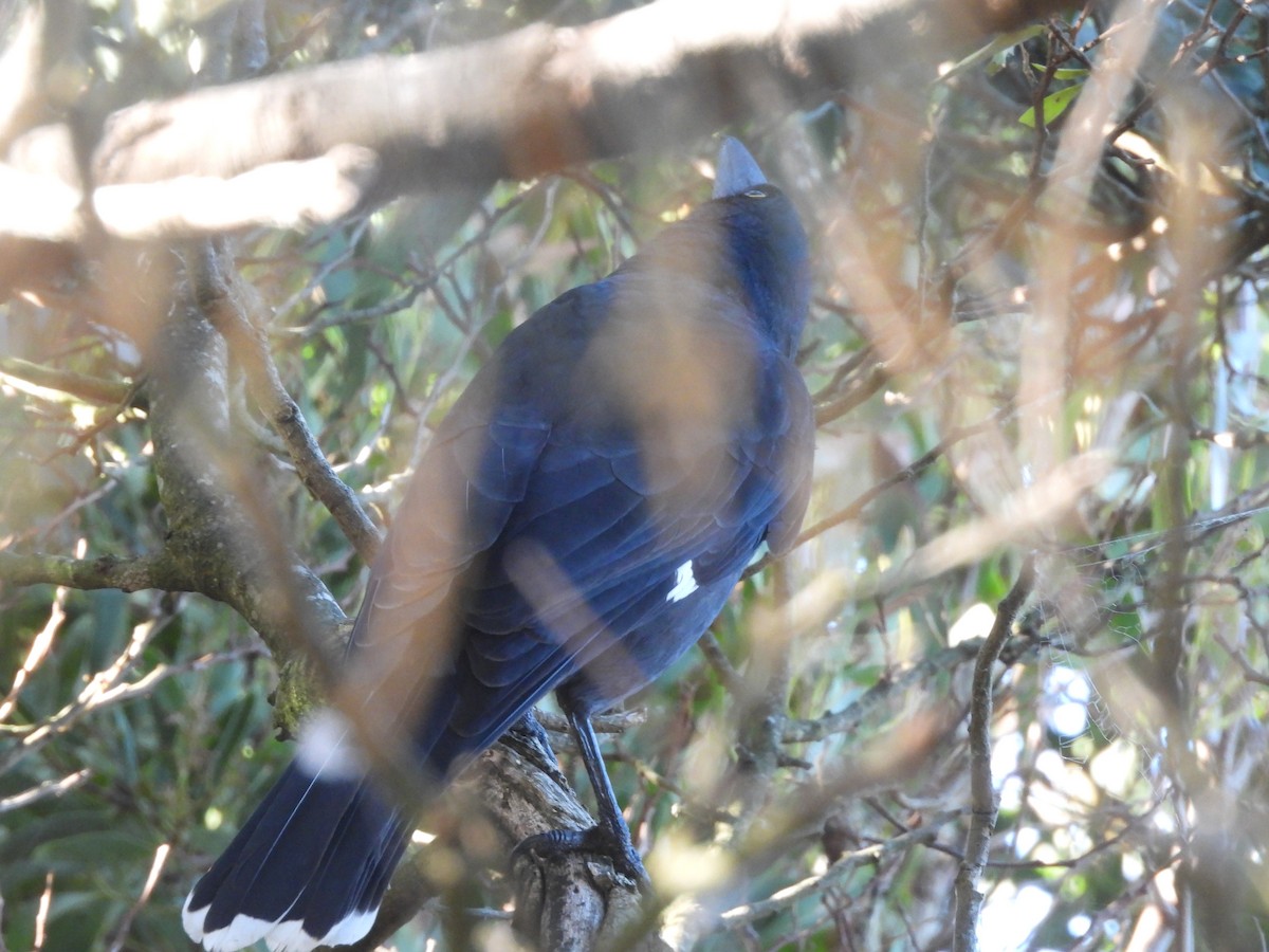 Pied Currawong - ML635789642