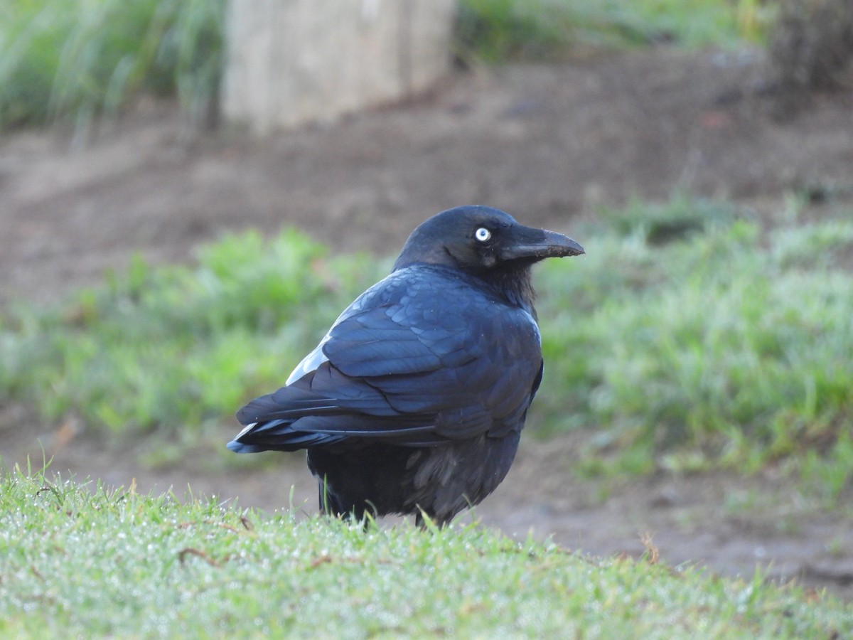 Forest Raven - ML635789645