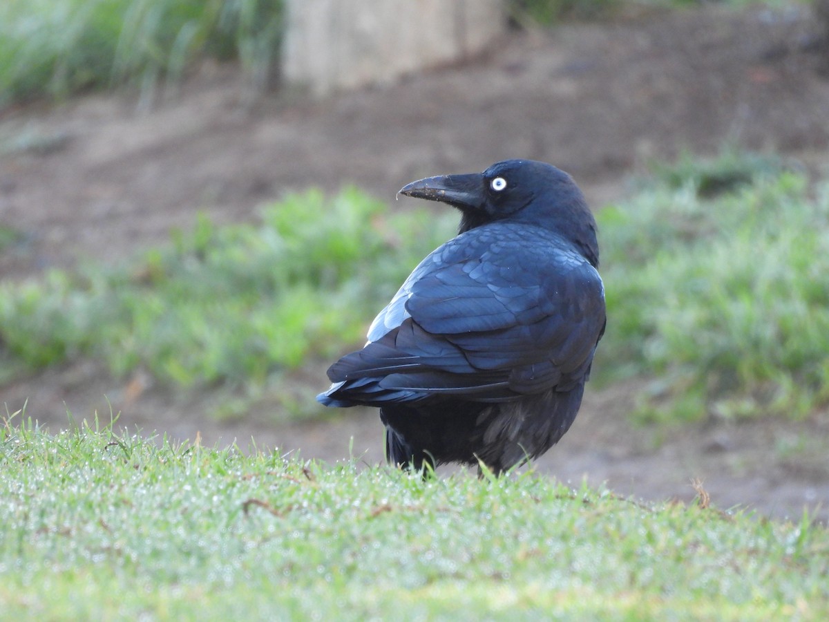 Forest Raven - ML635789646