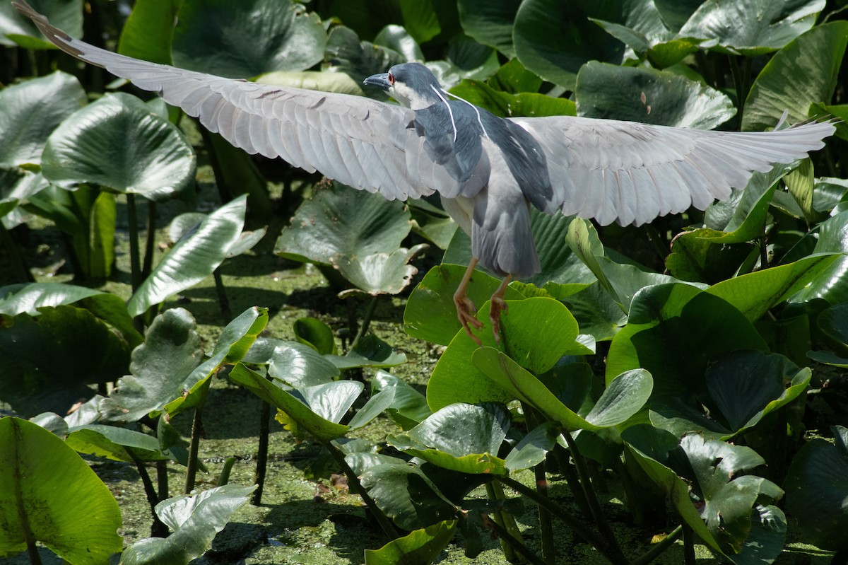 Black-crowned Night Heron - ML635789648