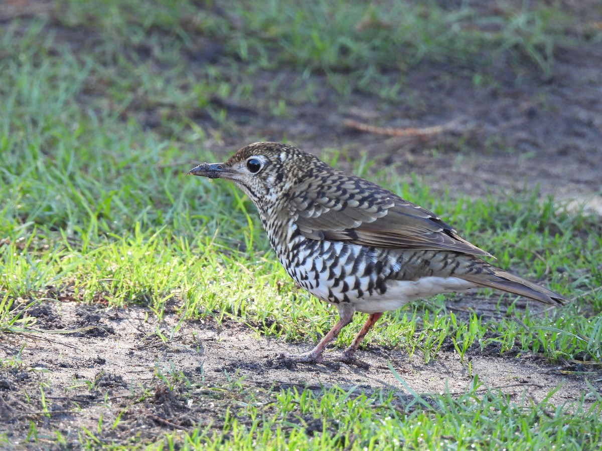 Bassian Thrush - ML635789655