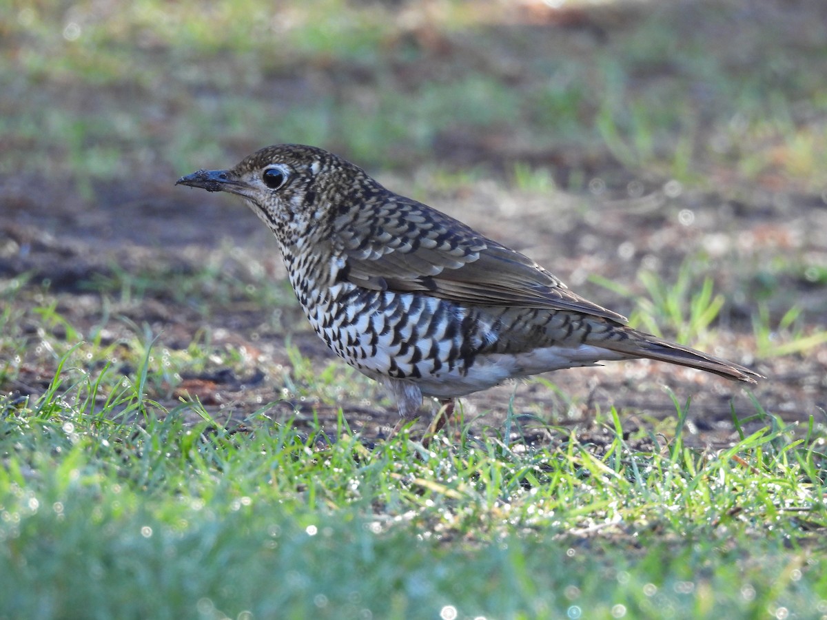 Bassian Thrush - ML635789656