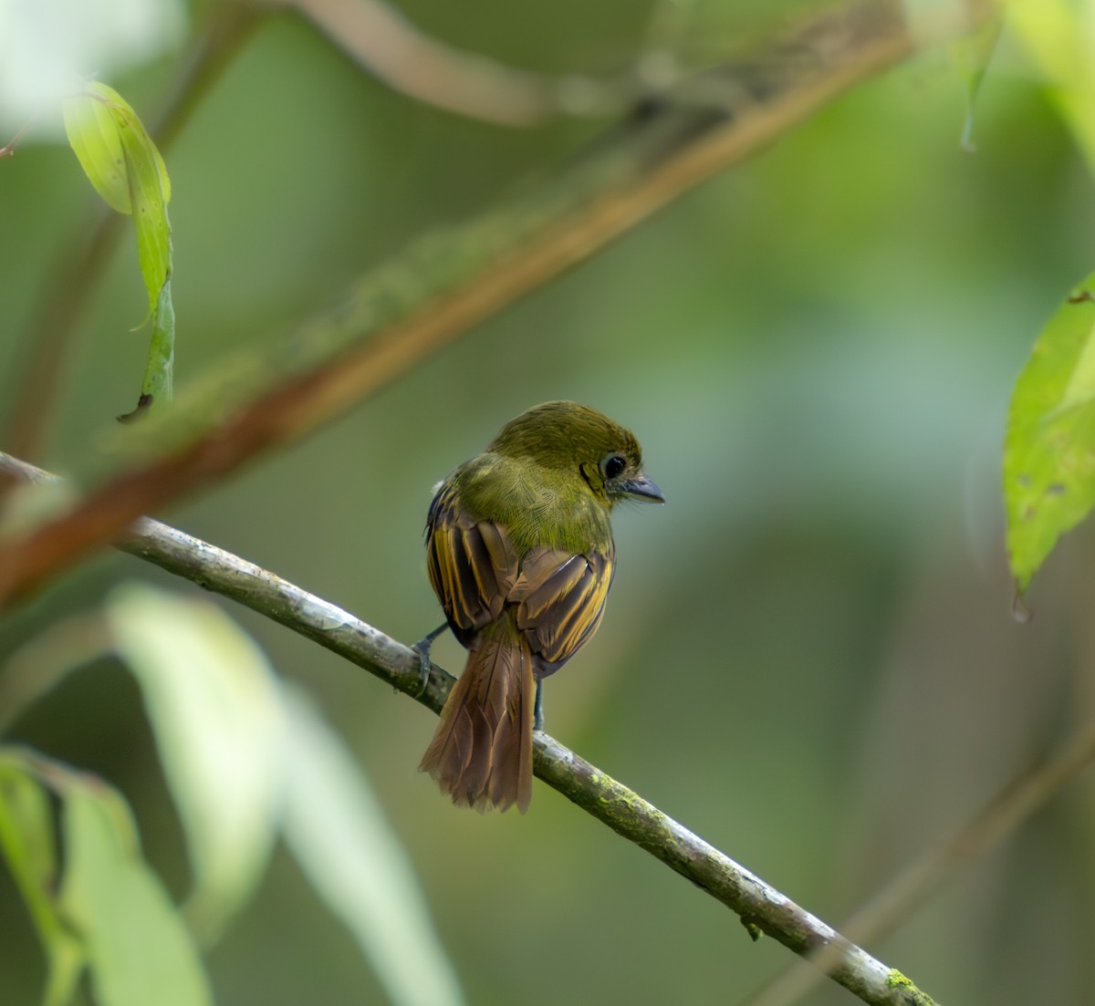 Fulvous-breasted Flatbill - ML635789776