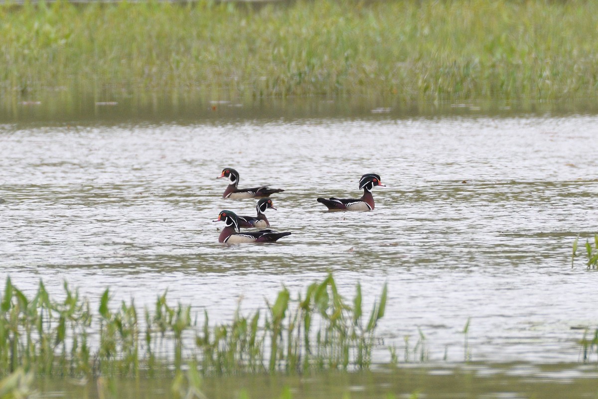 Canard branchu - ML635789786
