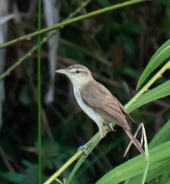 Oriental Reed Warbler - ML635789918