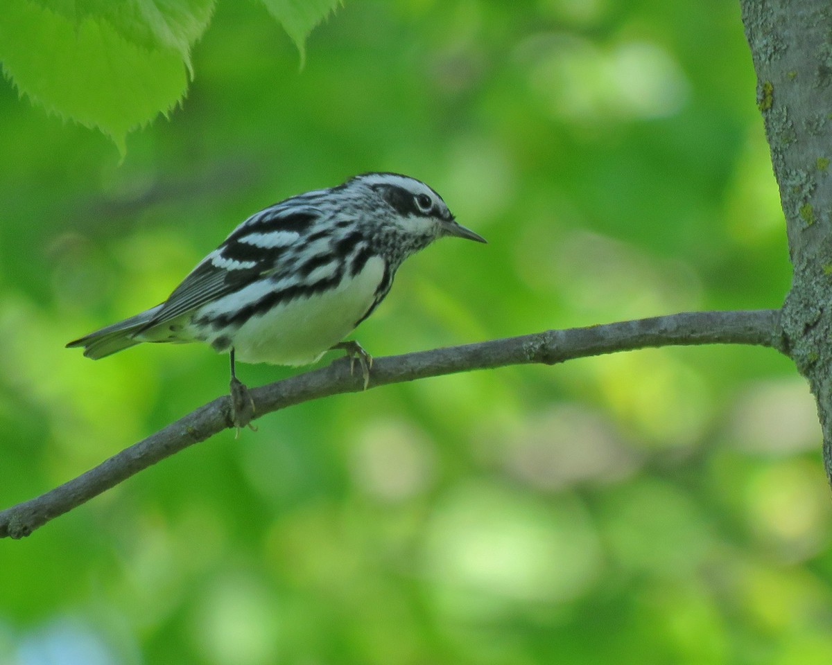 Black-and-white Warbler - ML635789925
