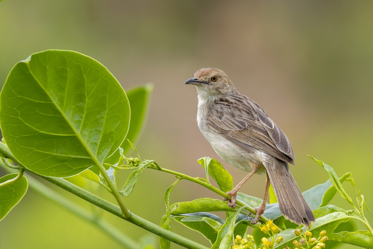 Rattling Cisticola - ML635790032