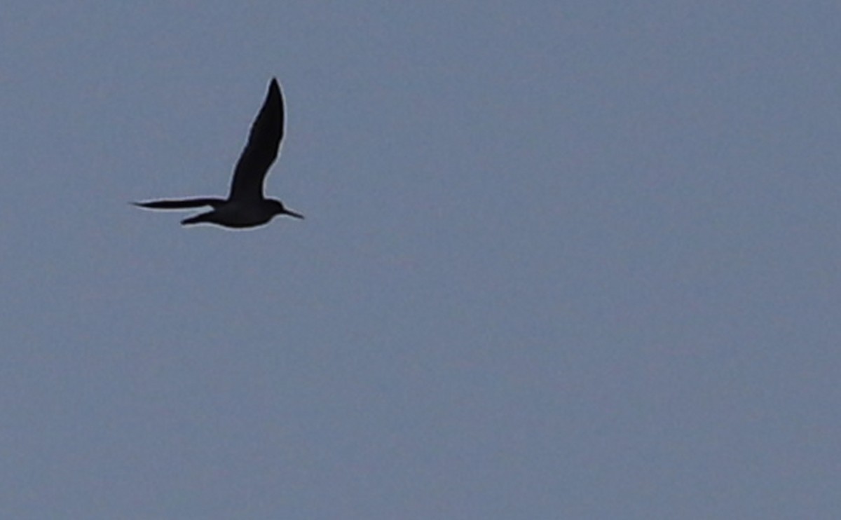 Greater Yellowlegs - ML635790103