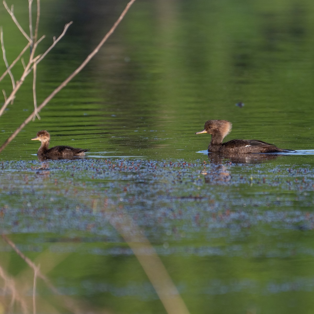 Hooded Merganser - ML635790113