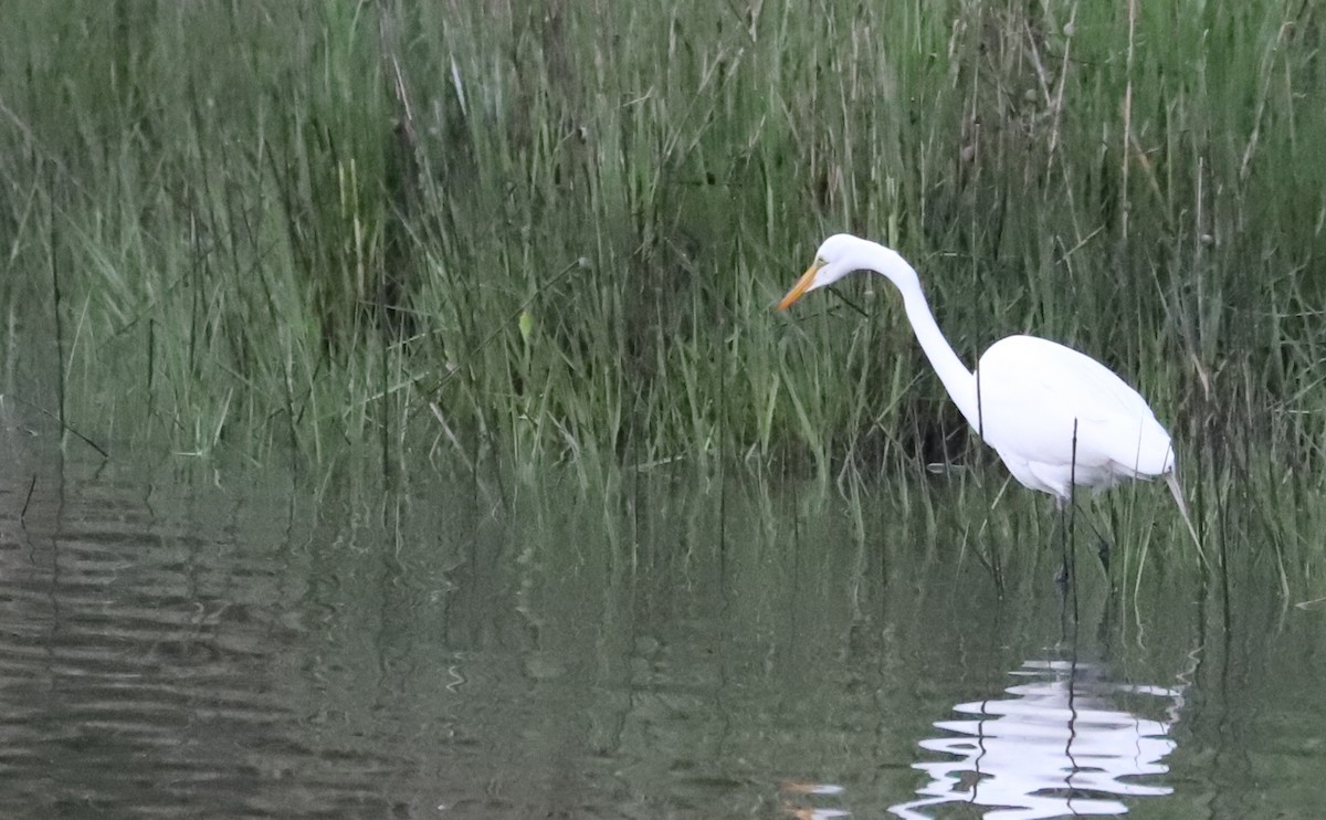 Great Egret - ML635790117