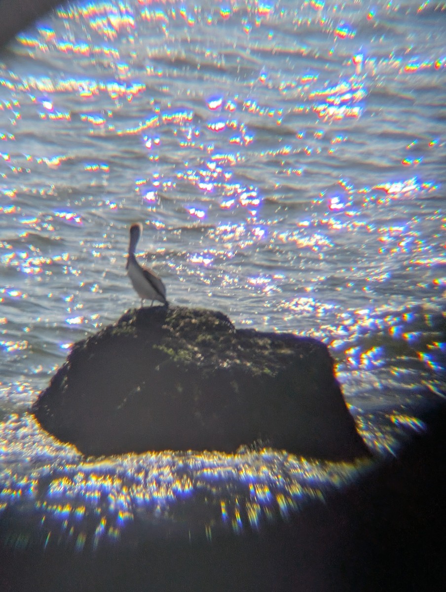 pelikán hnědý - ML635790127