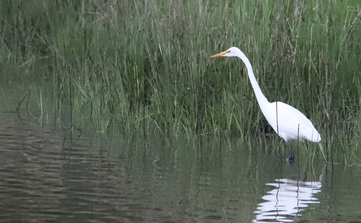 Great Egret - ML635790128