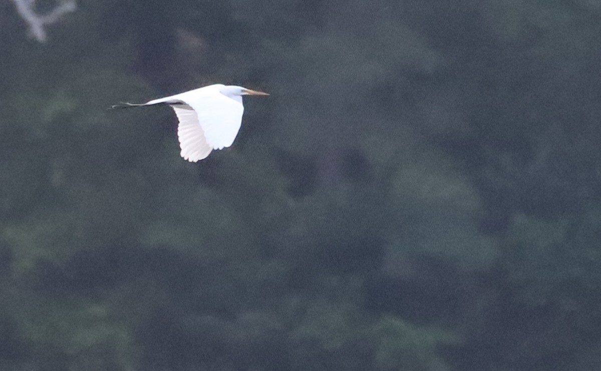 Great Egret - ML635790132