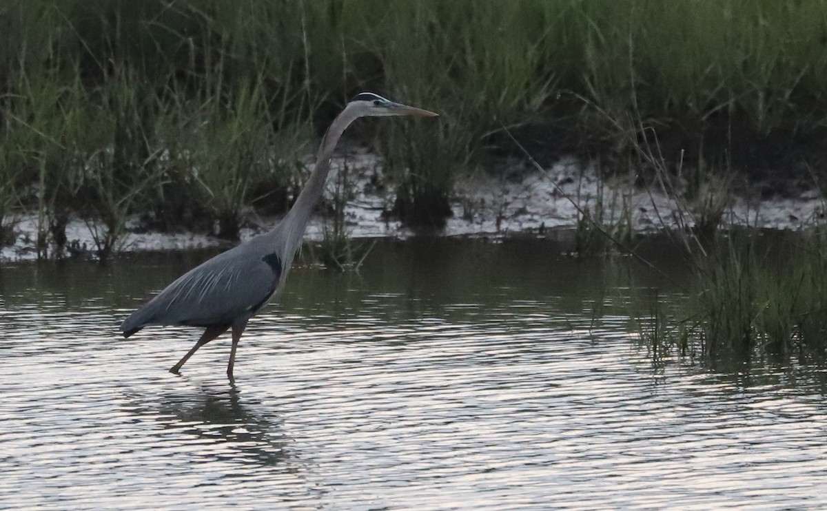 Great Blue Heron (Great Blue) - ML635790145