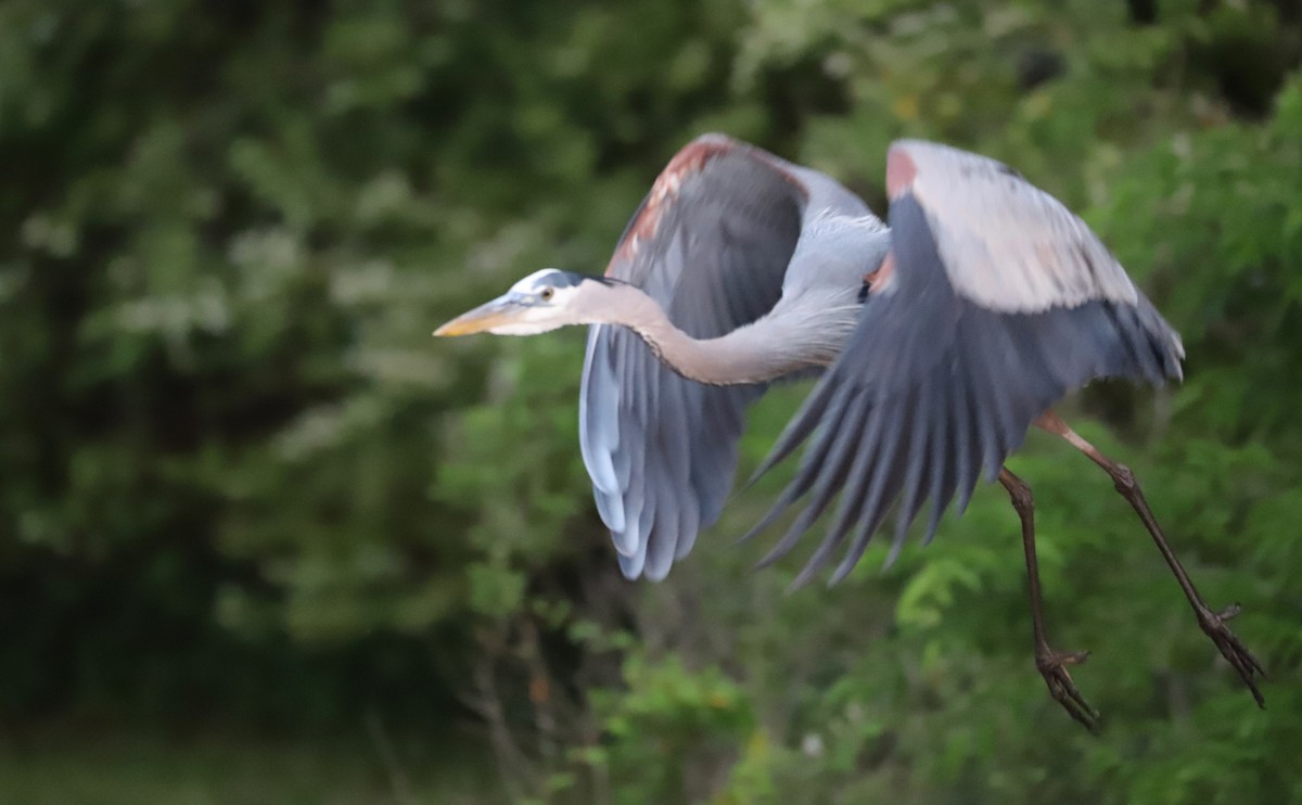 Great Blue Heron (Great Blue) - ML635790157