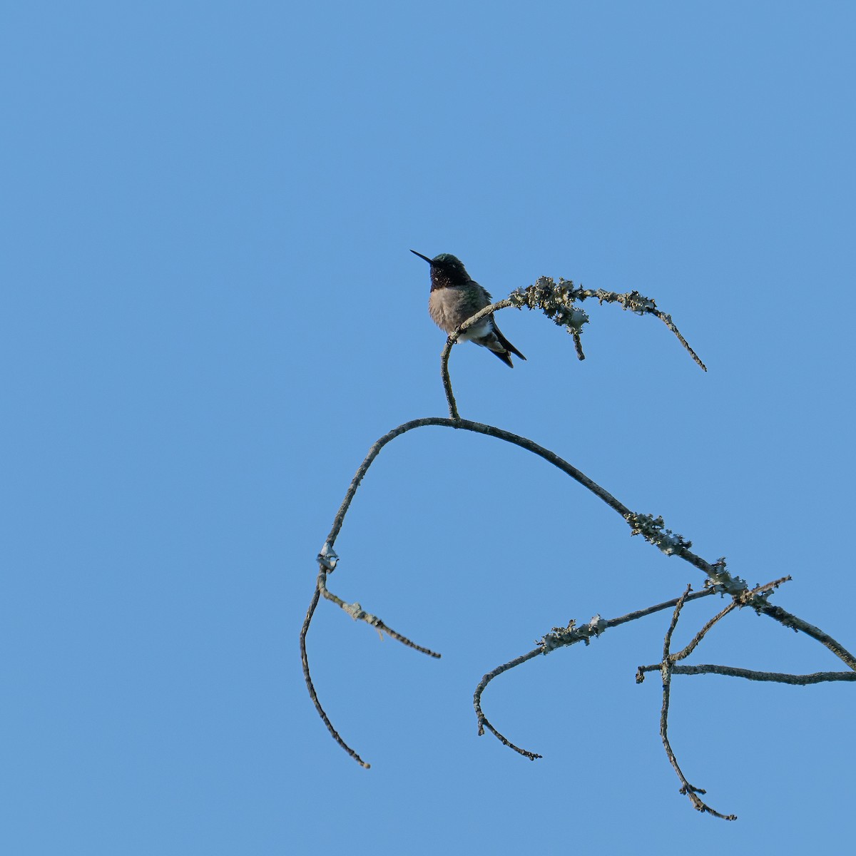 Ruby-throated Hummingbird - ML635790165