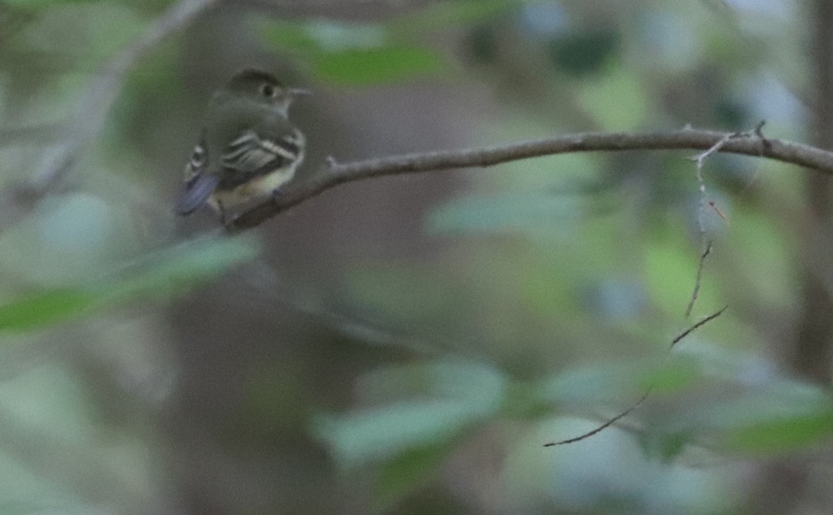 Acadian Flycatcher - ML635790168