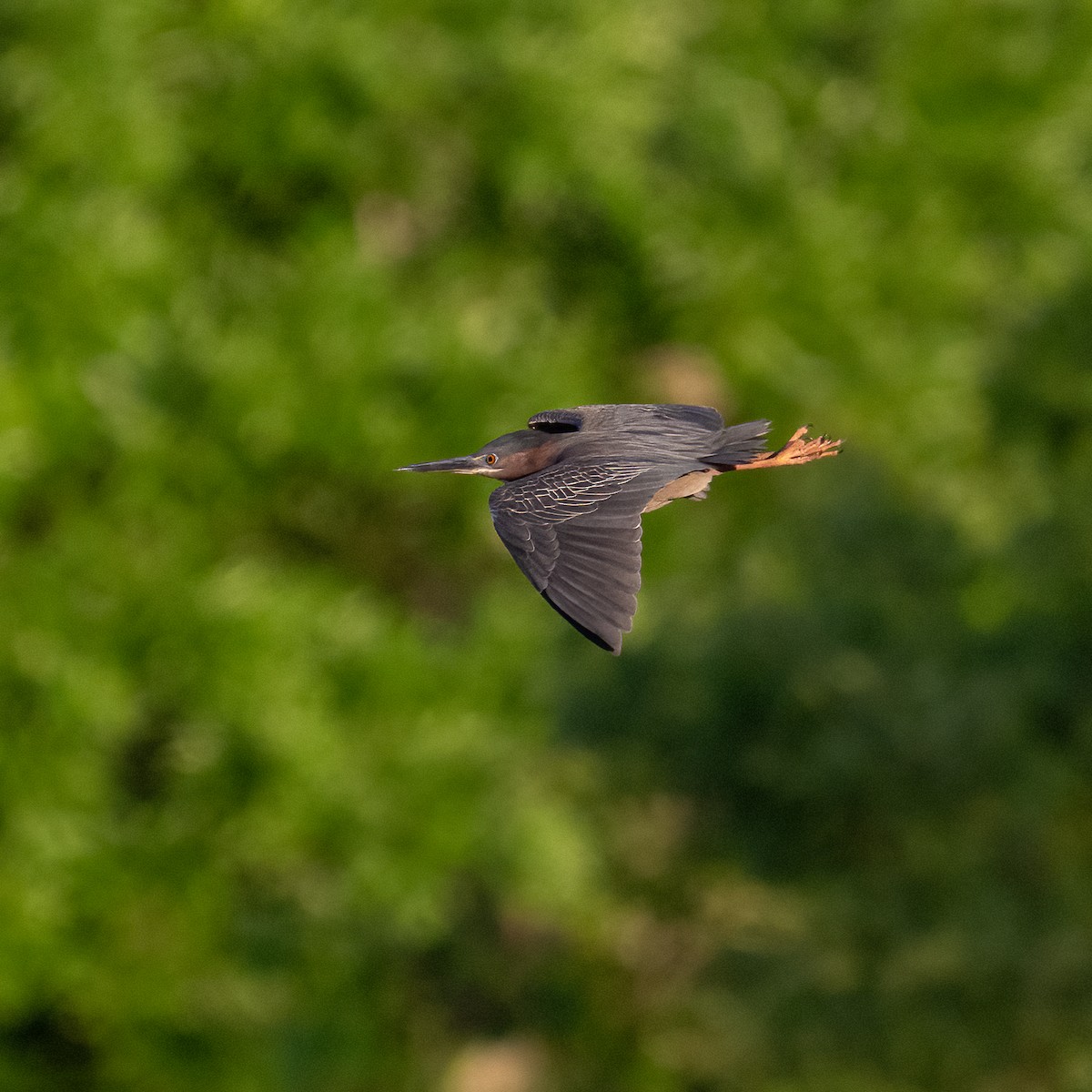Green Heron - ML635790176