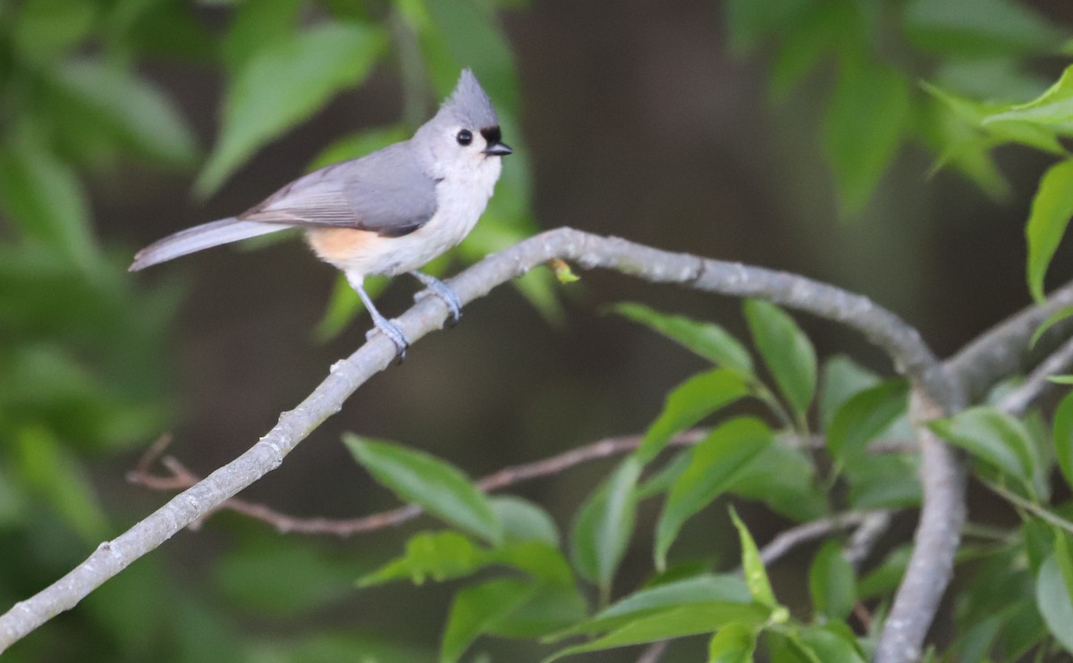 Tufted Titmouse - ML635790177