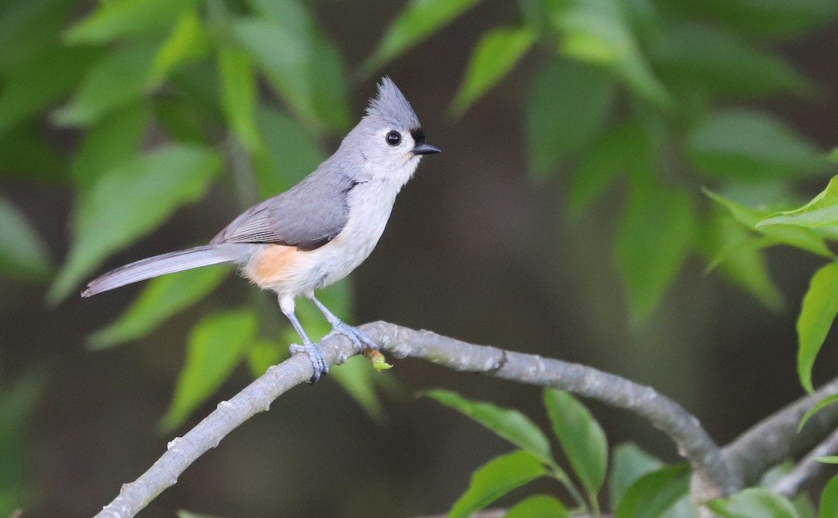 Tufted Titmouse - ML635790185