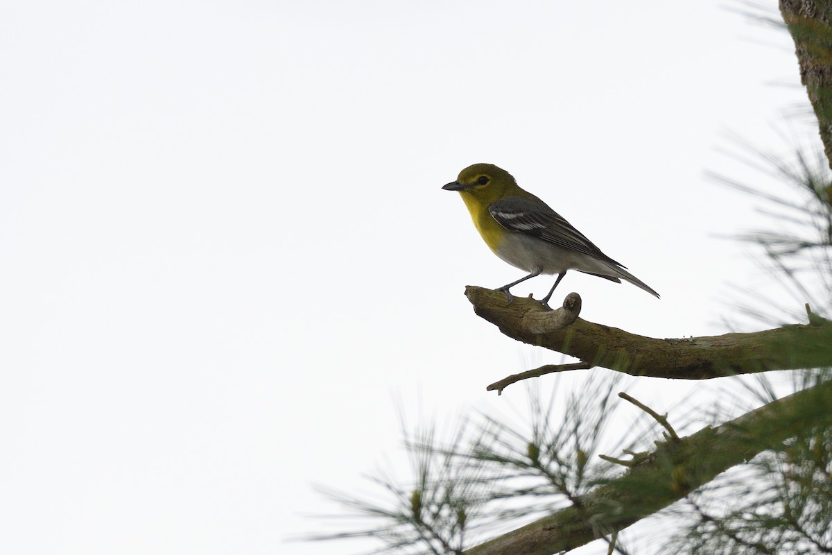 Viréo à gorge jaune - ML635790186