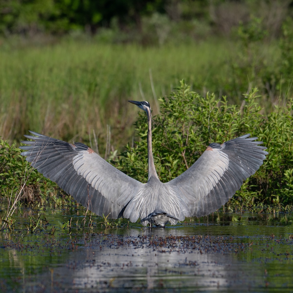 Great Blue Heron - ML635790194