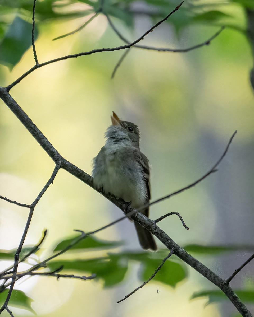 Acadian Flycatcher - ML635790217