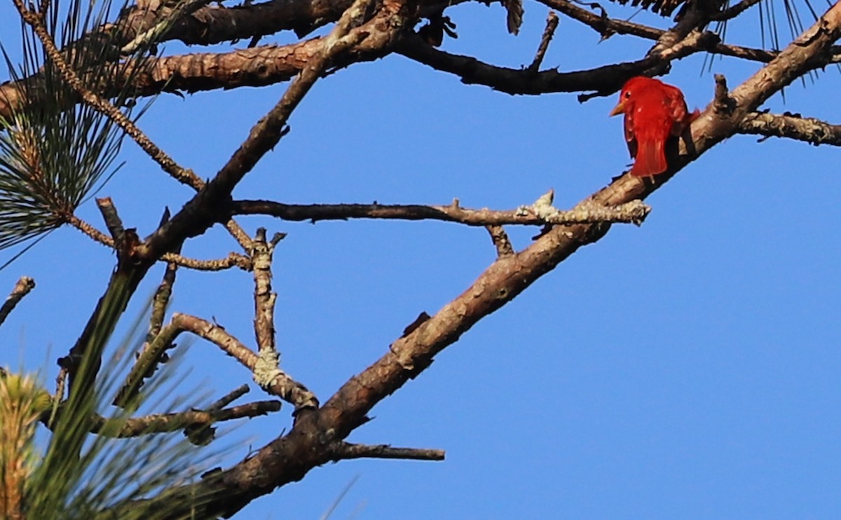 Summer Tanager - ML635790221