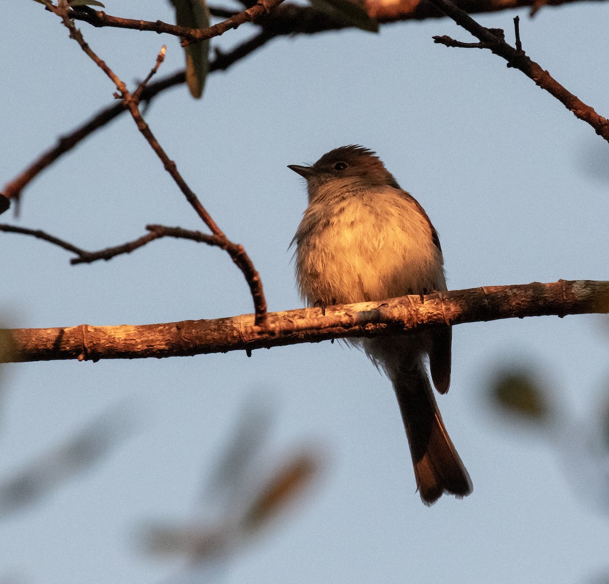 Hispaniolan Pewee - ML635790223