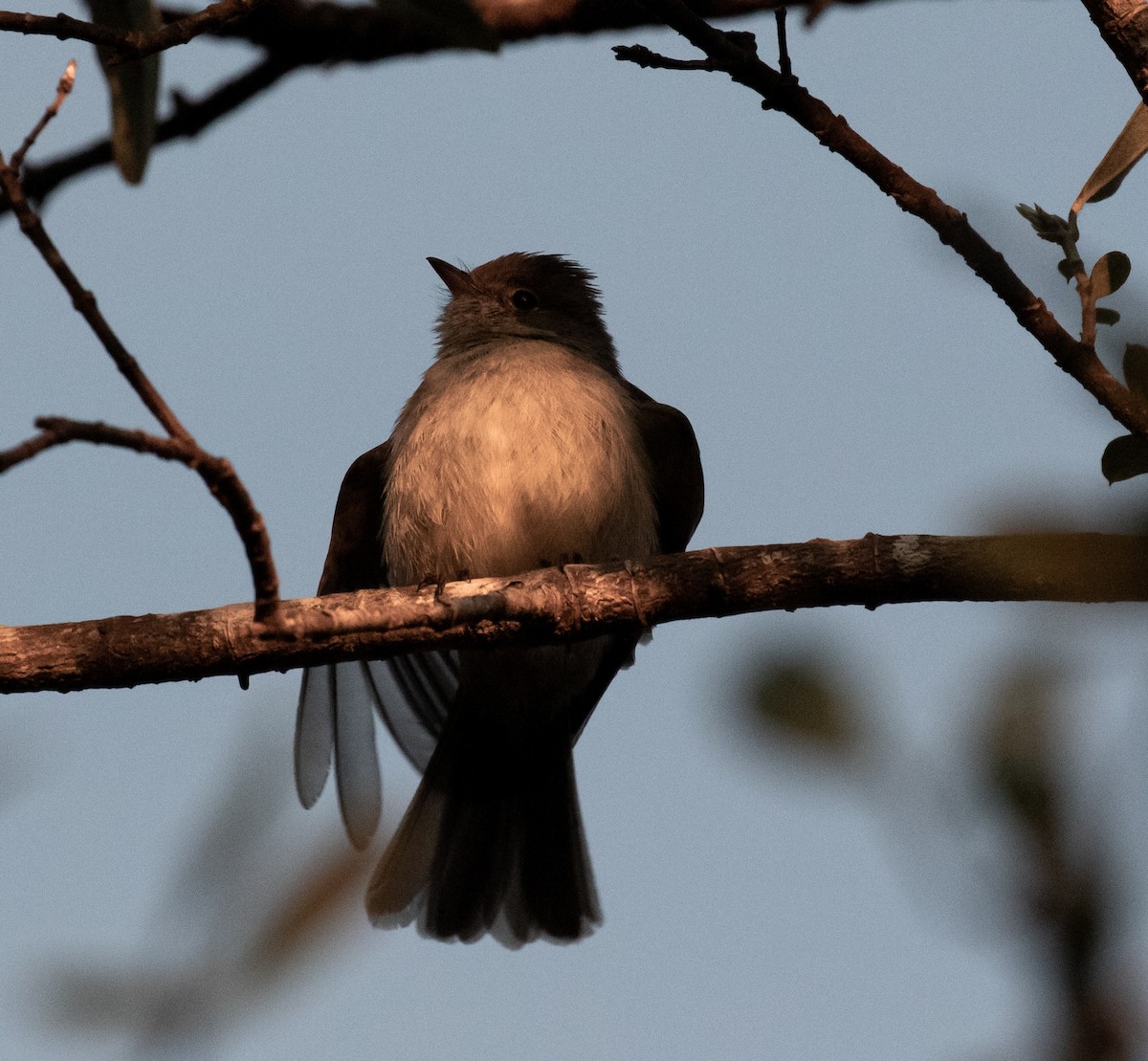 Hispaniolan Pewee - ML635790228