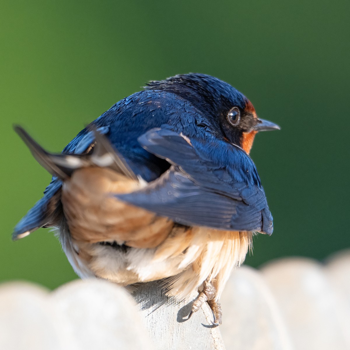 Barn Swallow - ML635790247