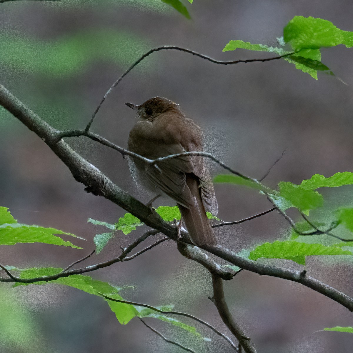 Swainson's Thrush - ML635790327