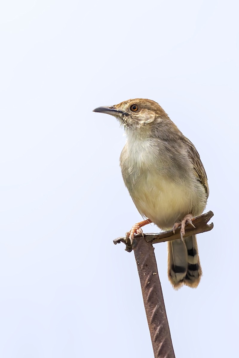 Rattling Cisticola - ML635790333