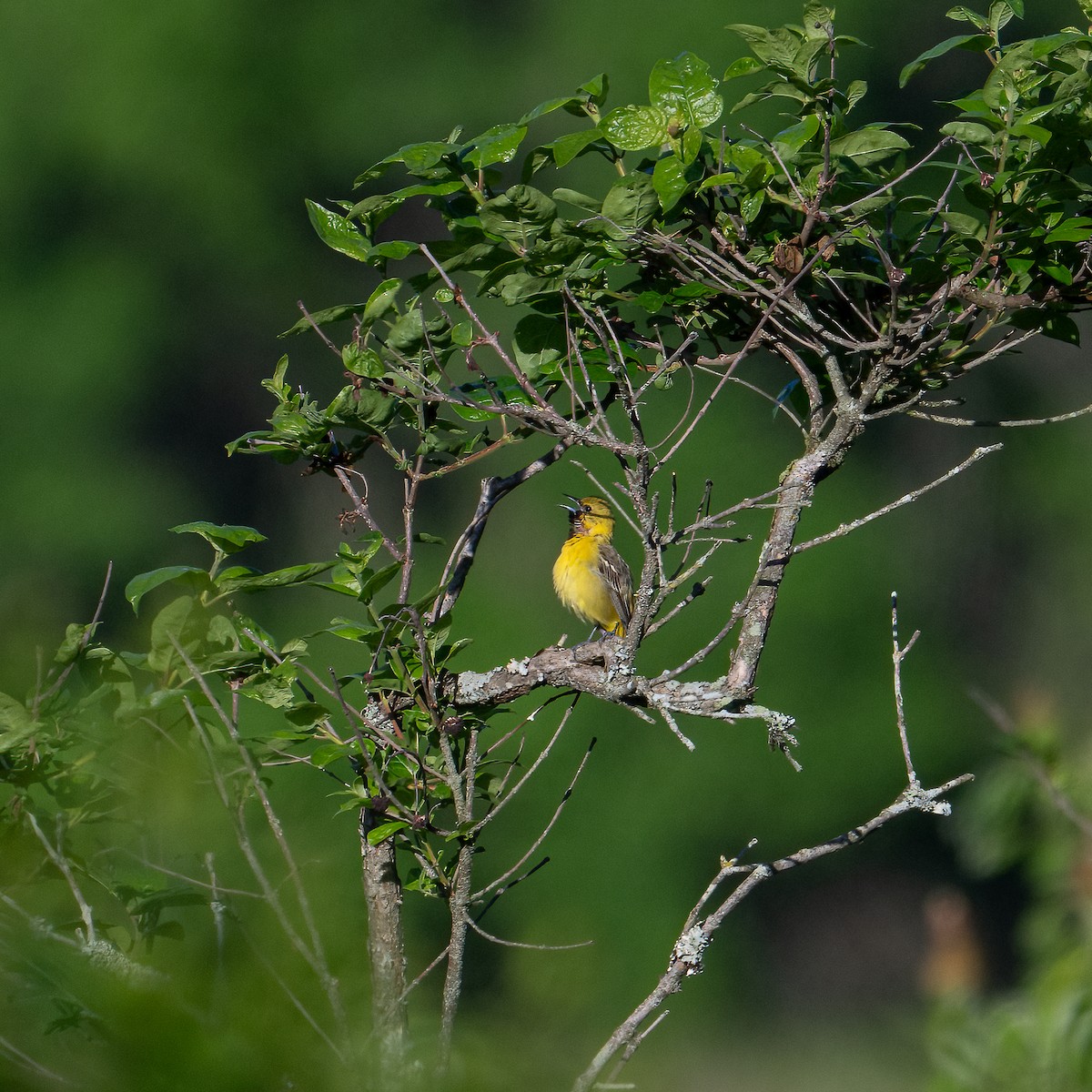 Orchard Oriole - ML635790339