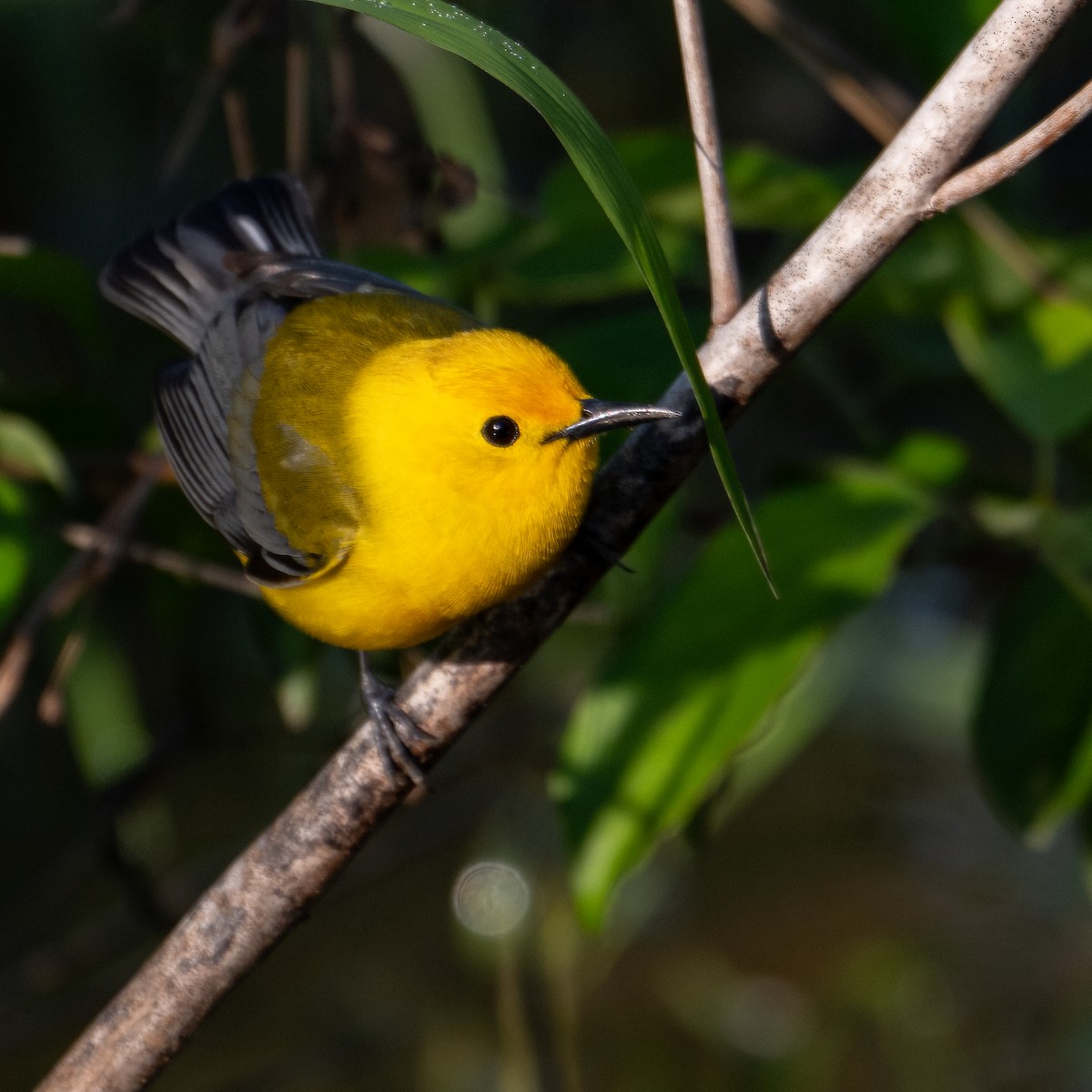 Prothonotary Warbler - ML635790356