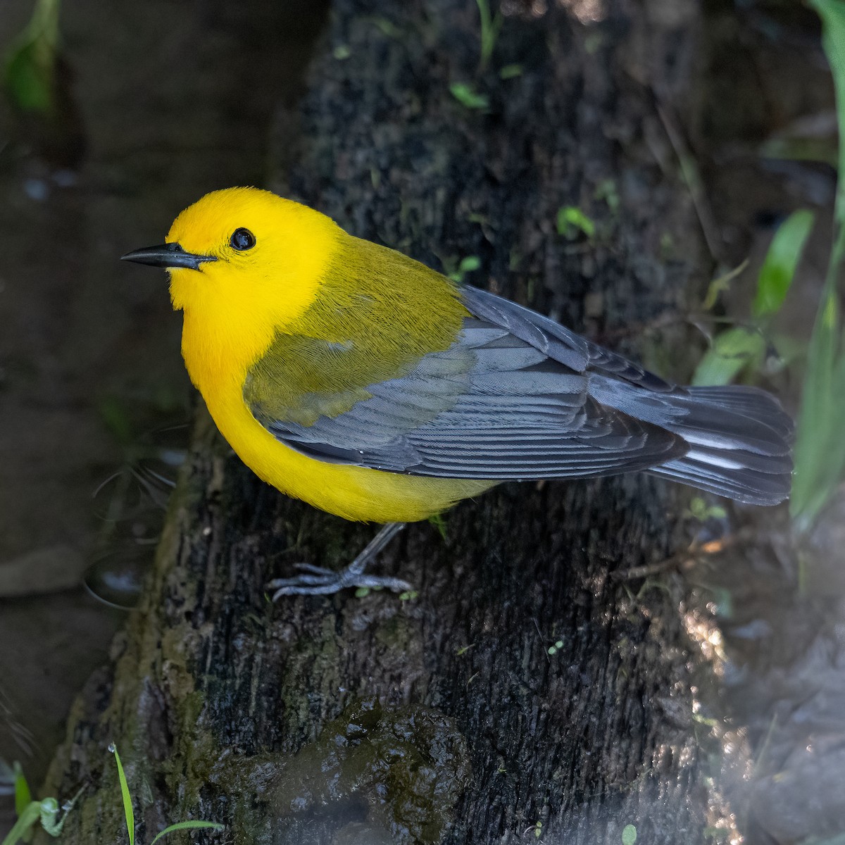 Prothonotary Warbler - ML635790358