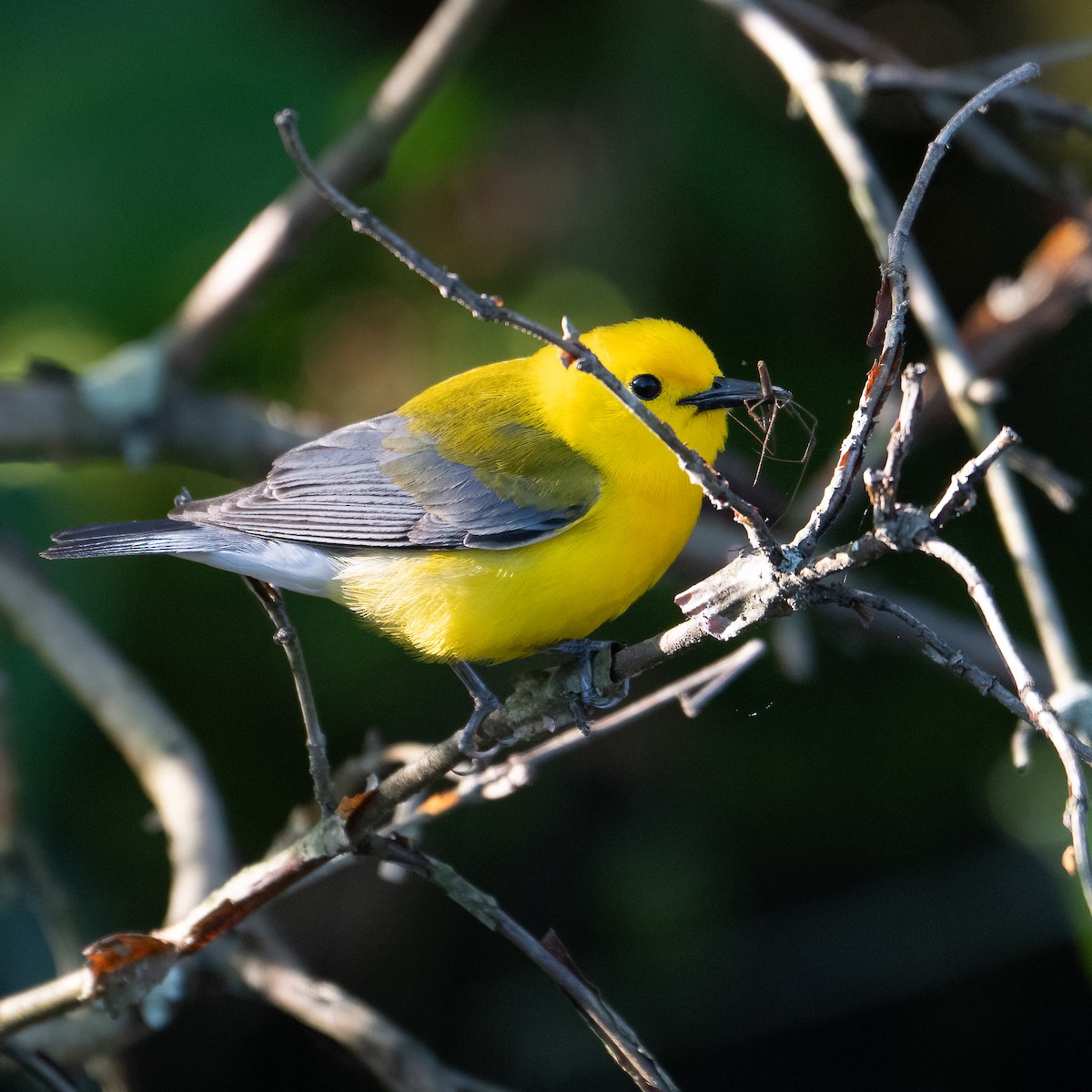 Prothonotary Warbler - ML635790359