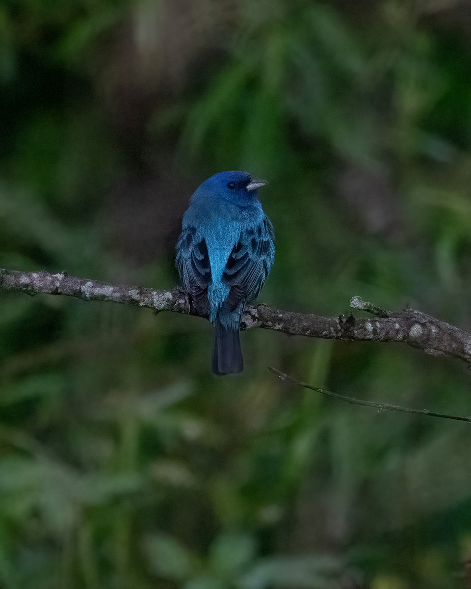 Indigo Bunting - ML635790371