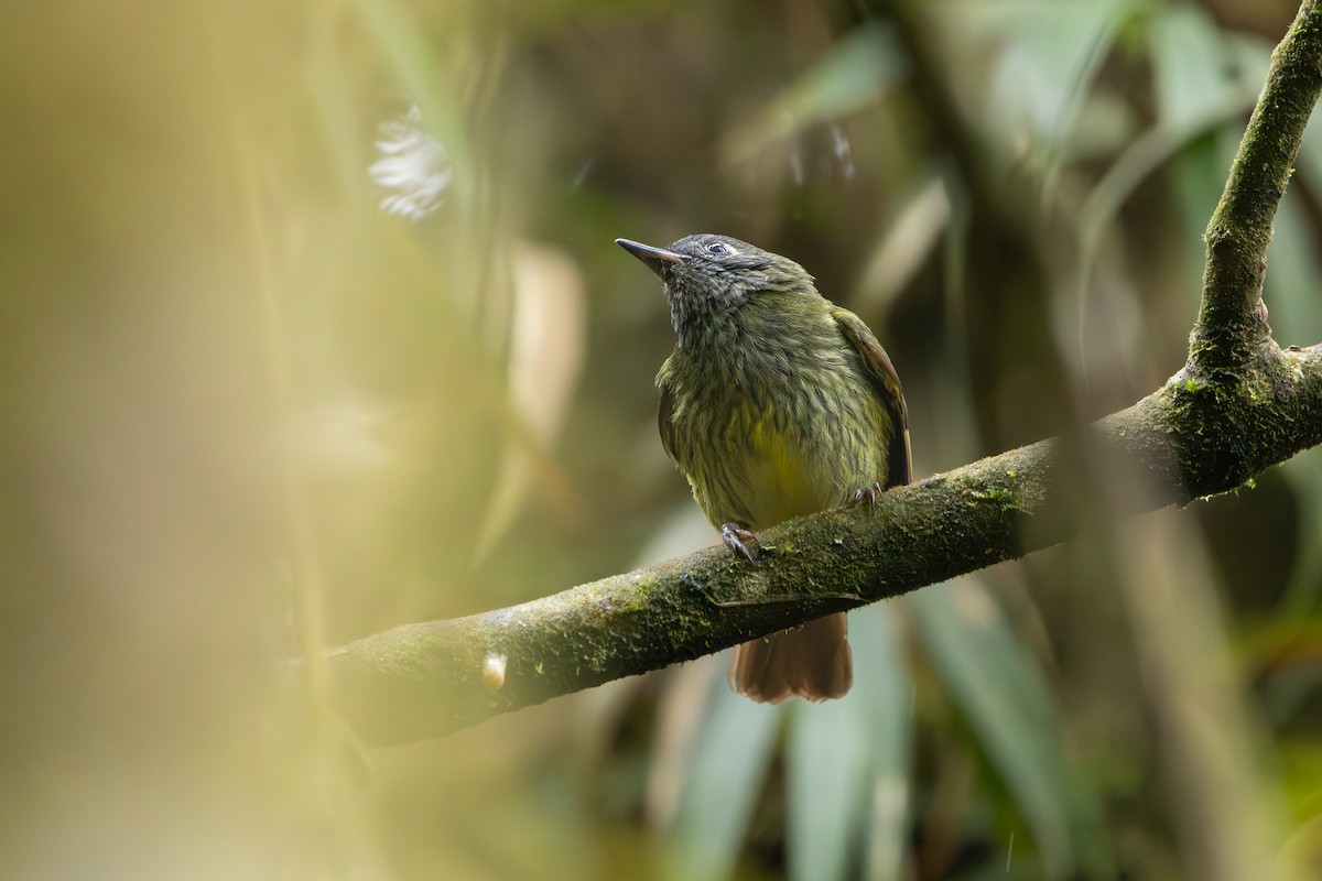 Streak-necked Flycatcher - ML635790373