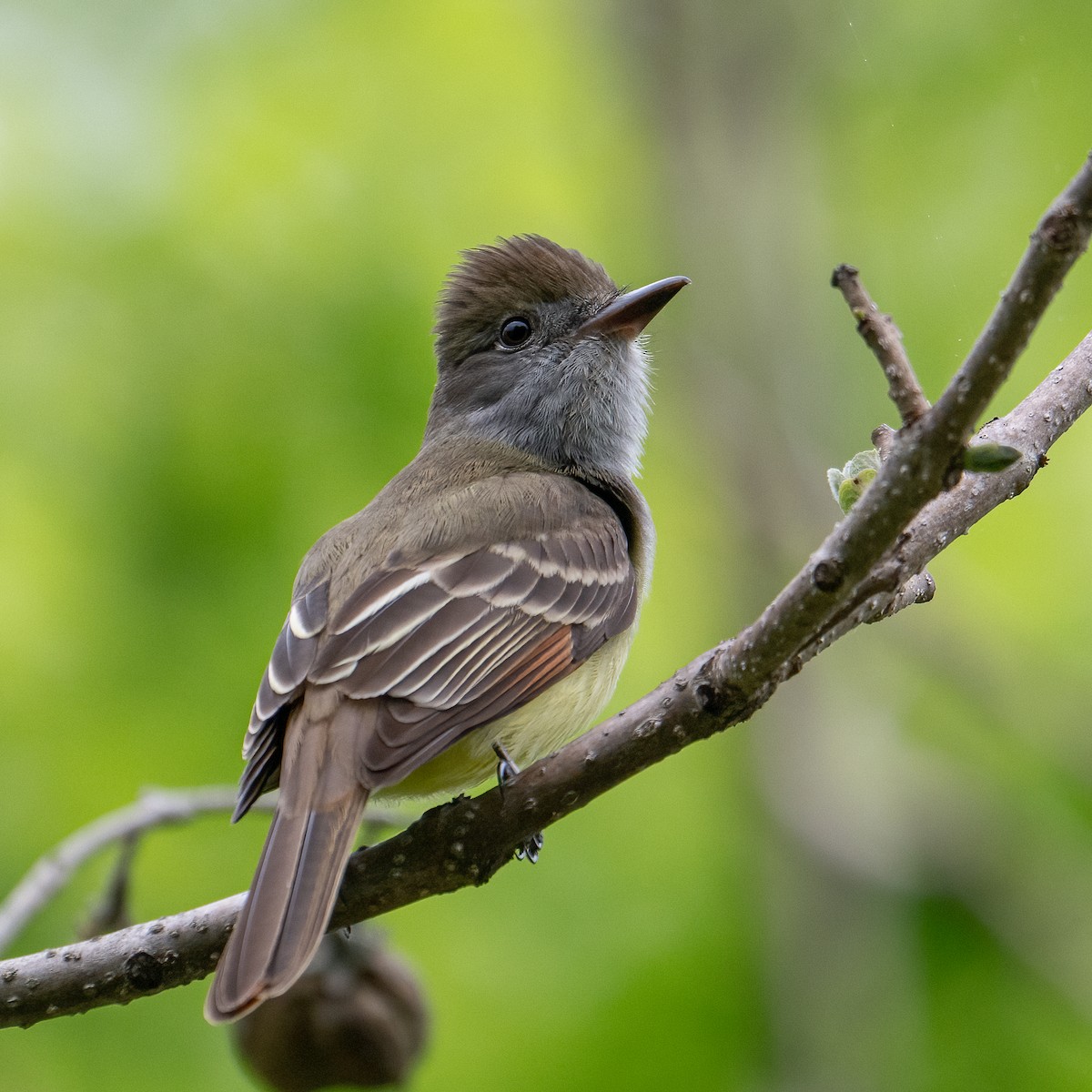 Great Crested Flycatcher - ML635790403