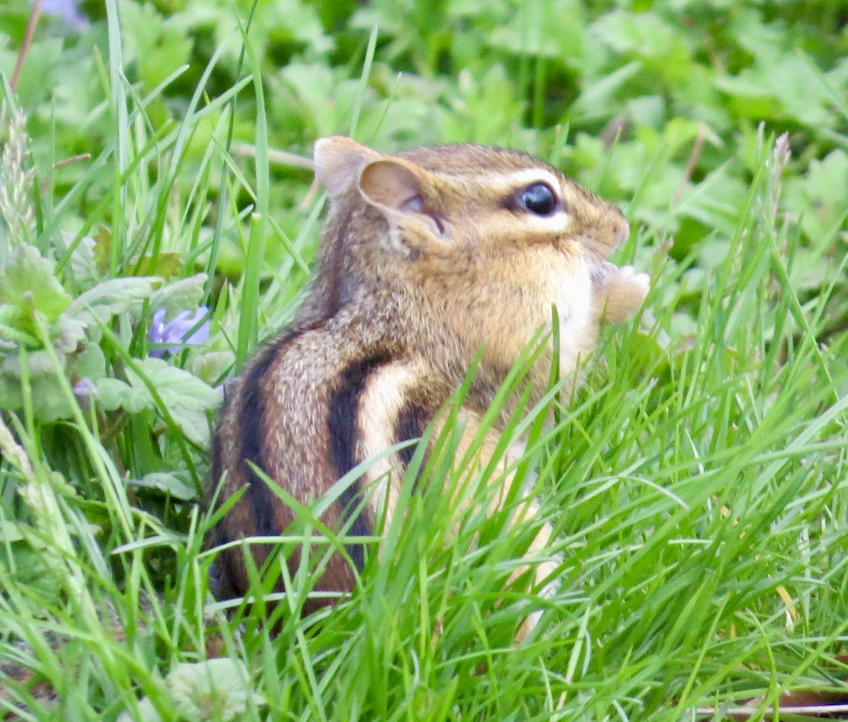 Eastern Chipmunk - ML635790415