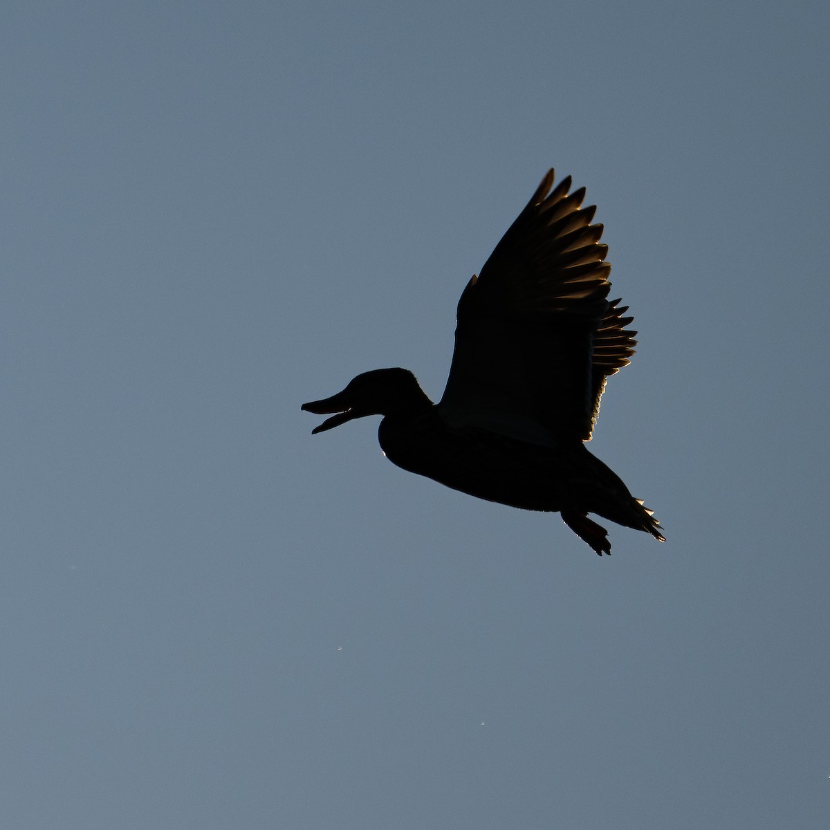 Mallard - ML635790441